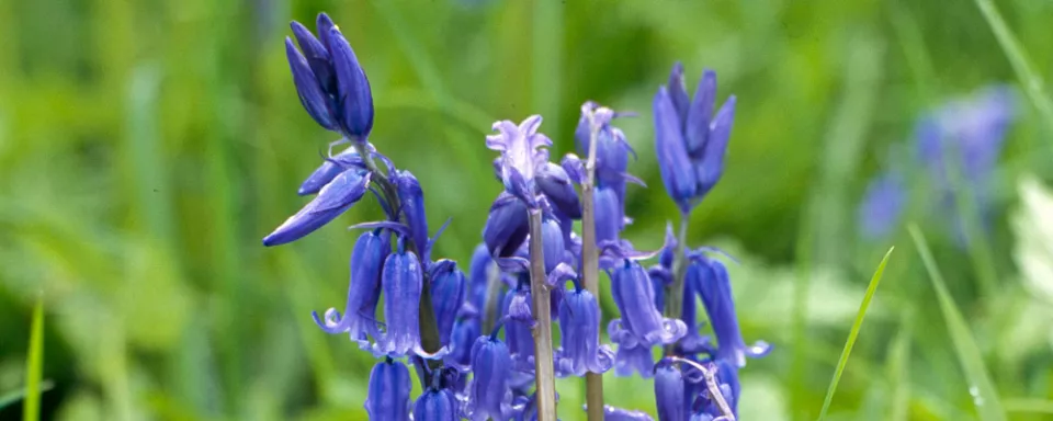 Afbeelding Hyacinthoides non-scripta