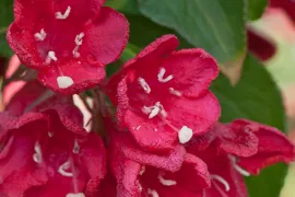 Weigela ‘Red Prince’