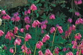 Dicentra formosa