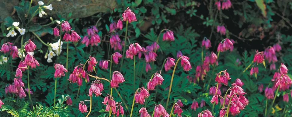Afbeelding Dicentra formosa