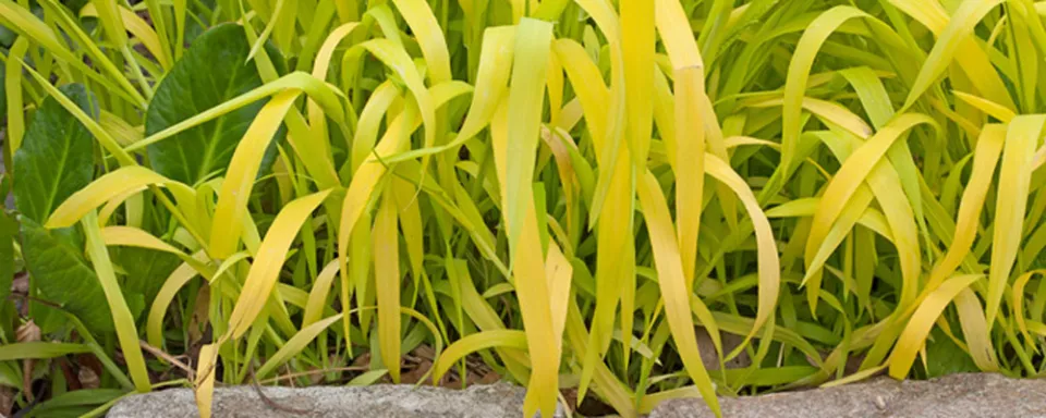 Afbeelding Milium effusum ‘Aureum’