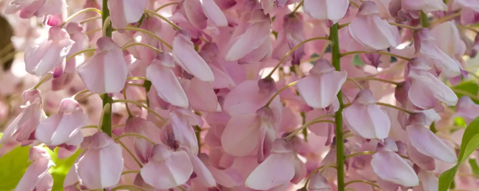 Afbeelding Wisteria floribunda ‘Honbeni’