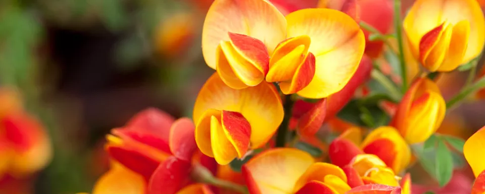 Afbeelding Cytisus ‘Lena’