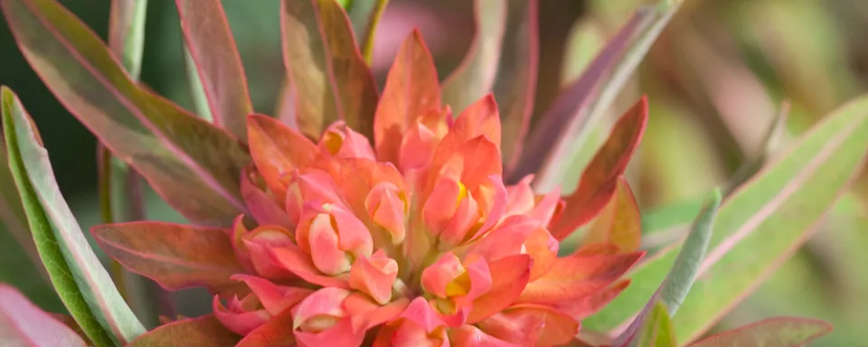 Afbeelding Euphorbia griffithii ‘Fireglow’