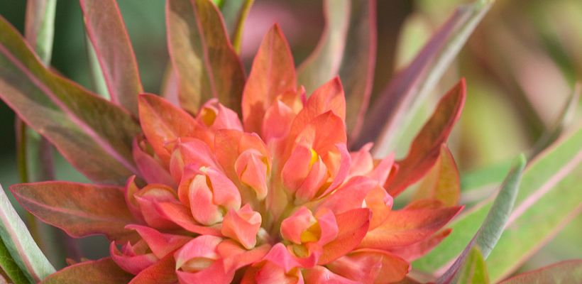 Euphorbia griffithii ‘Fireglow’