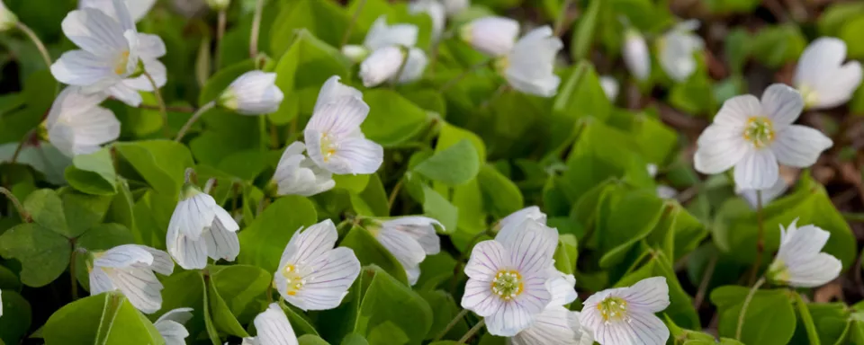 Afbeelding Oxalis acetosella