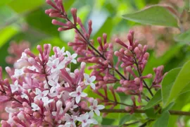 Syringa microphylla ‘Superba’