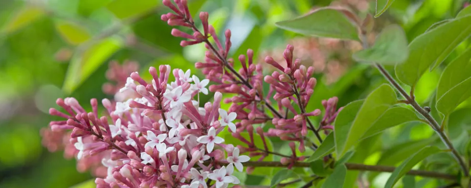 Afbeelding Syringa microphylla ‘Superba’
