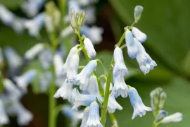 Brimeura amethystina