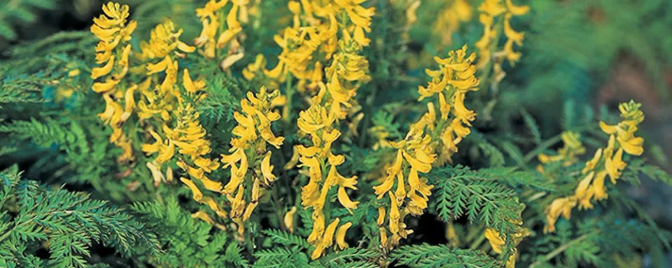 Afbeelding Corydalis cheilanthifolia