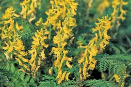 Corydalis cheilanthifolia