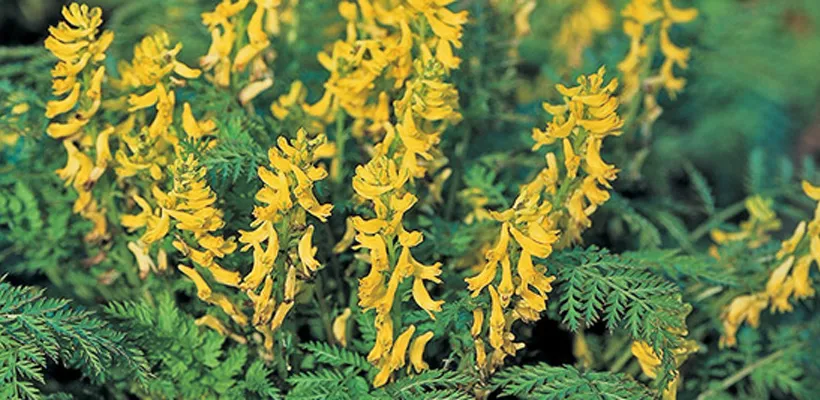 Corydalis cheilanthifolia
