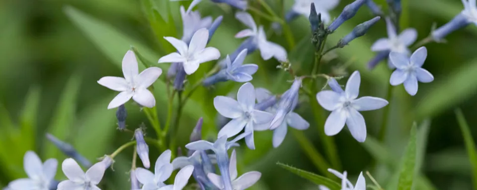 Afbeelding Amsonia orientalis