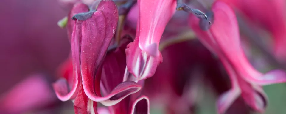 Afbeelding Dicentra ‘Burning Hearts’