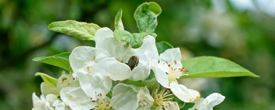 Afbeelding Malus ‘Evereste’