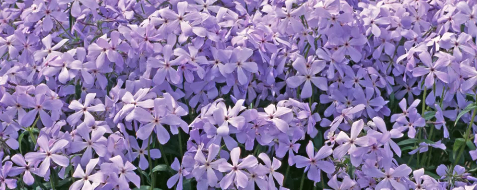 Afbeelding Phlox divaricata ‘Blue Dreams’
