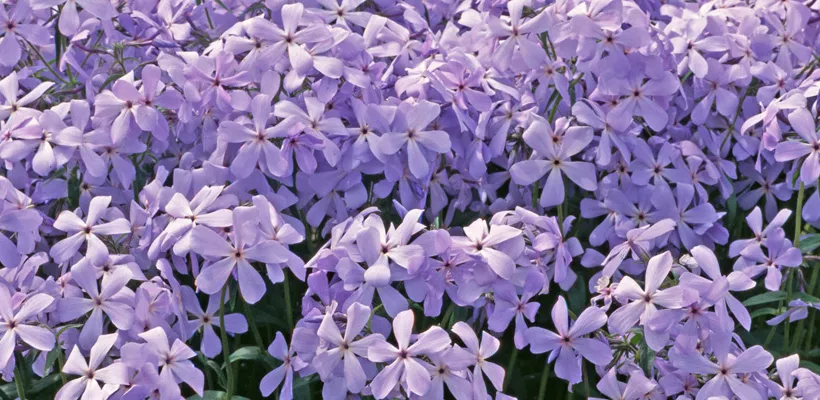 Phlox divaricata ‘Blue Dreams’