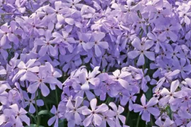Phlox divaricata ‘Blue Dreams’