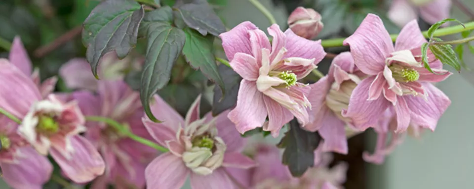 Afbeelding Clematis montana ‘Broughton Star’