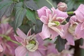 Clematis montana ‘Broughton Star’