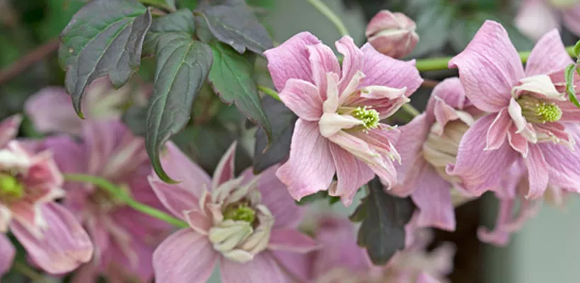 Clematis montana ‘Broughton Star’
