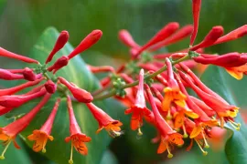 Lonicera x brownii ‘Dropmore Scarlet’