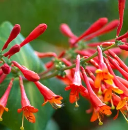 Lonicera x brownii ‘Dropmore Scarlet’