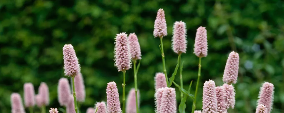 Afbeelding Persicaria bistorta