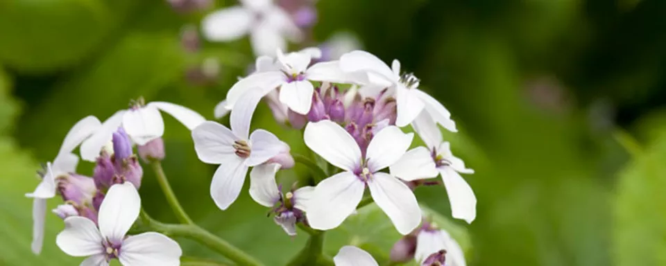 Afbeelding Lunaria rediviva