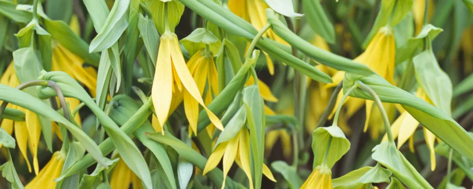 Afbeelding Uvularia grandiflora