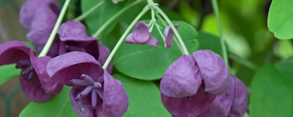 Afbeelding Akebia quinata