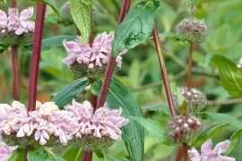 Phlomis tuberosa ‘Amazone’