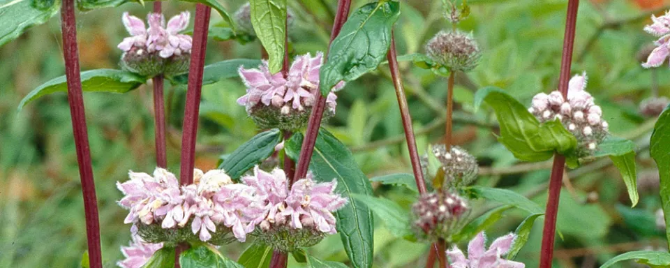 Afbeelding Phlomis tuberosa ‘Amazone’
