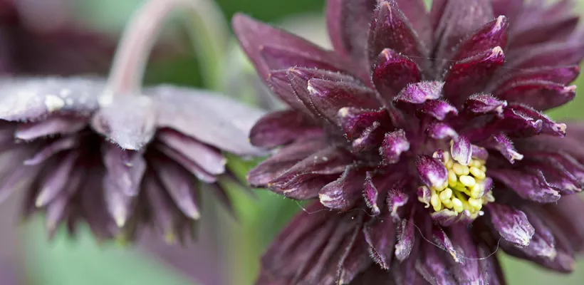 Aquilegia vulgaris ‘Ruby Port’