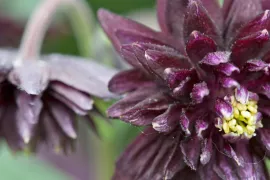 Aquilegia vulgaris ‘Ruby Port’