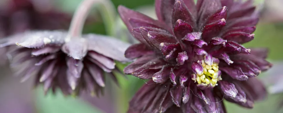 Afbeelding Aquilegia vulgaris ‘Ruby Port’