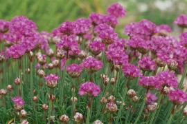 Armeria maritima