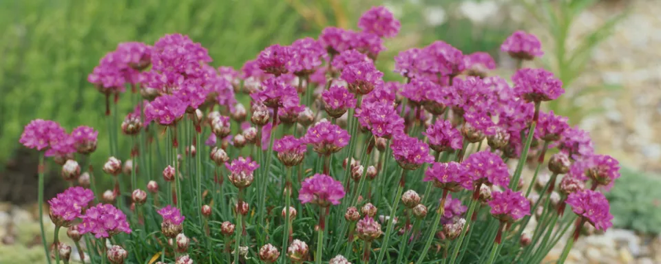 Afbeelding Armeria maritima