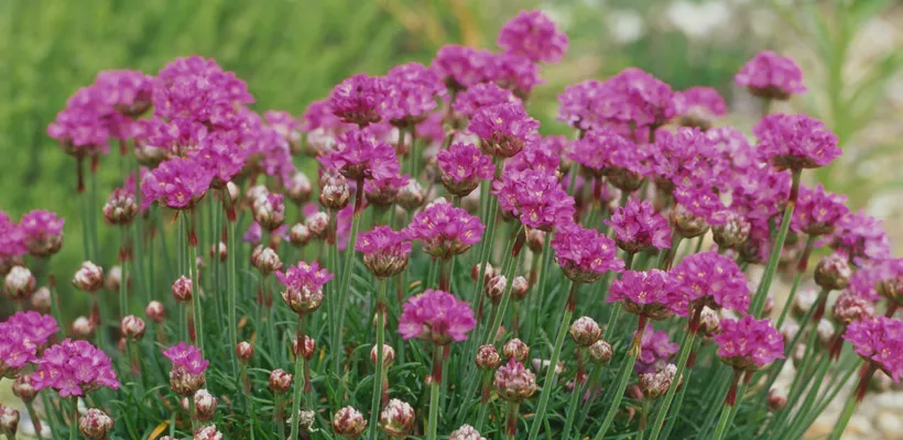 Armeria maritima