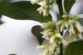 Sarcococca hookeriana var. humilis