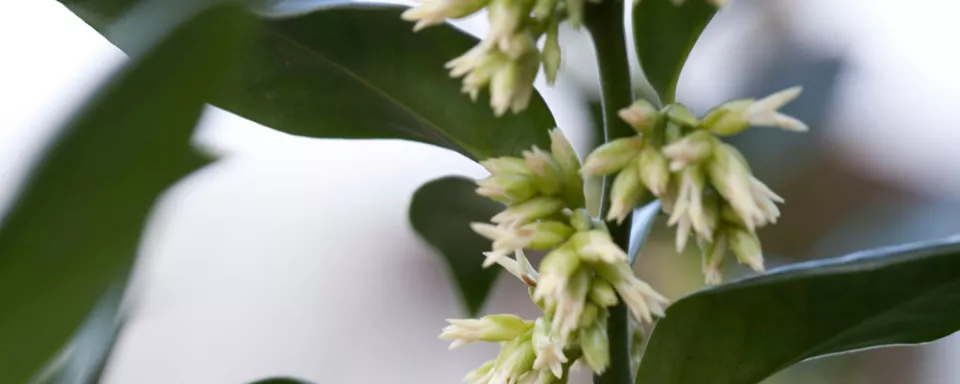 Afbeelding Sarcococca hookeriana var. humilis