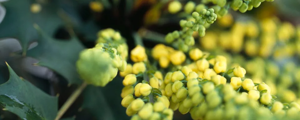 Afbeelding Mahonia japonica