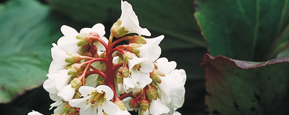 Afbeelding Bergenia ‘Bressingham White’