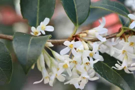 Osmanthus x burkwoodii