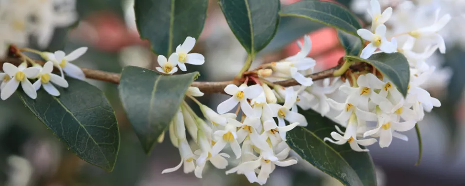 Afbeelding Osmanthus x burkwoodii