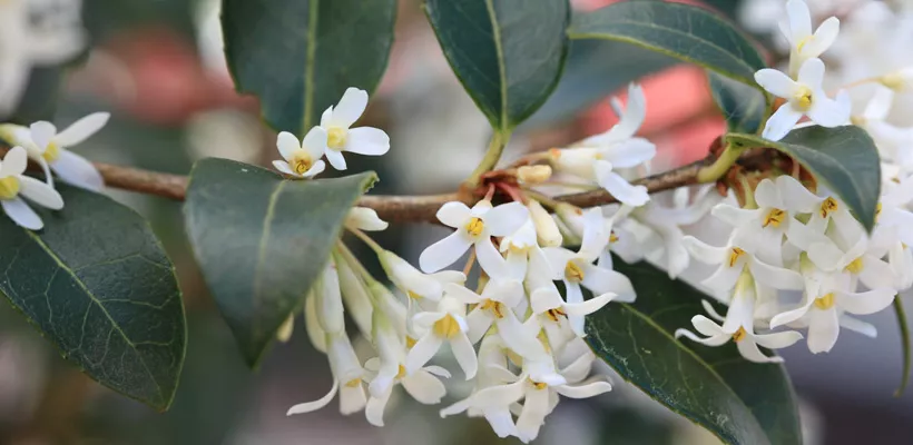 Osmanthus x burkwoodii