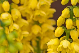 Mahonia x media ‘Winter Sun’