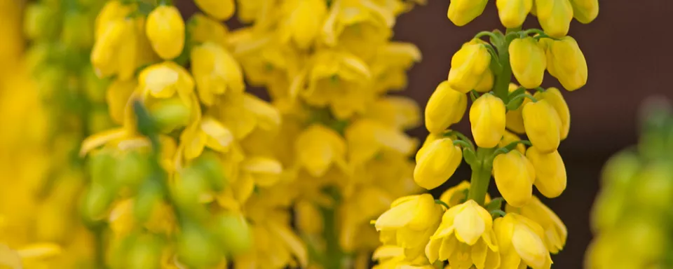 Afbeelding Mahonia x media ‘Winter Sun’