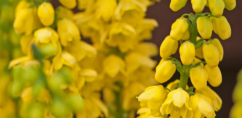 Mahonia x media ‘Winter Sun’