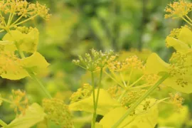 Smyrnium perfoliatum